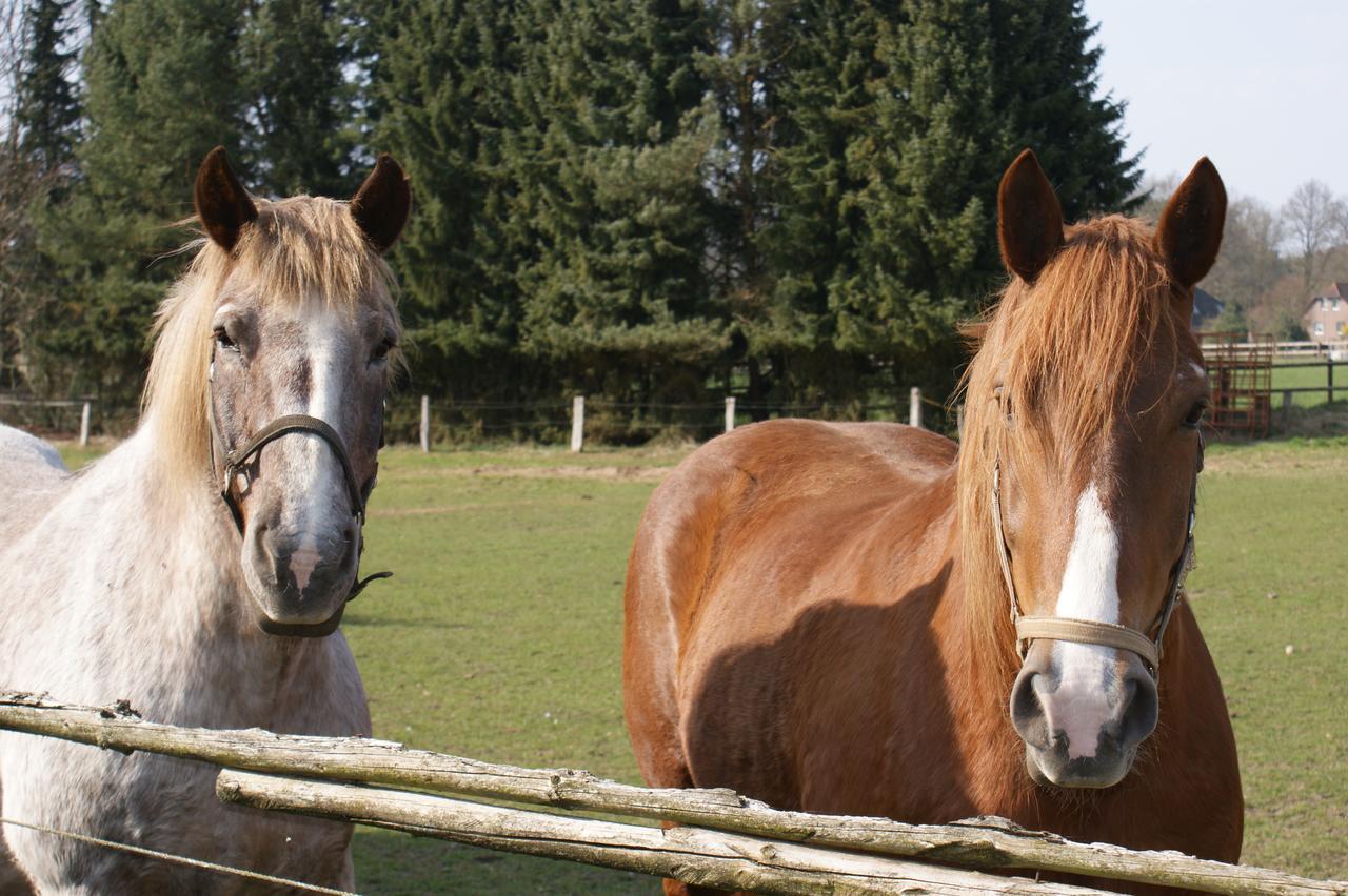 Landgasthaus Zum Naturschutzpark Bispingen Bagian luar foto