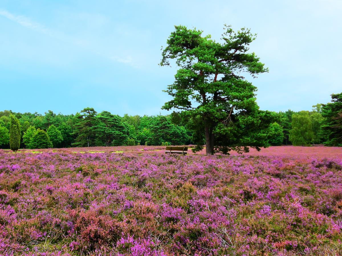 Landgasthaus Zum Naturschutzpark Bispingen Bagian luar foto