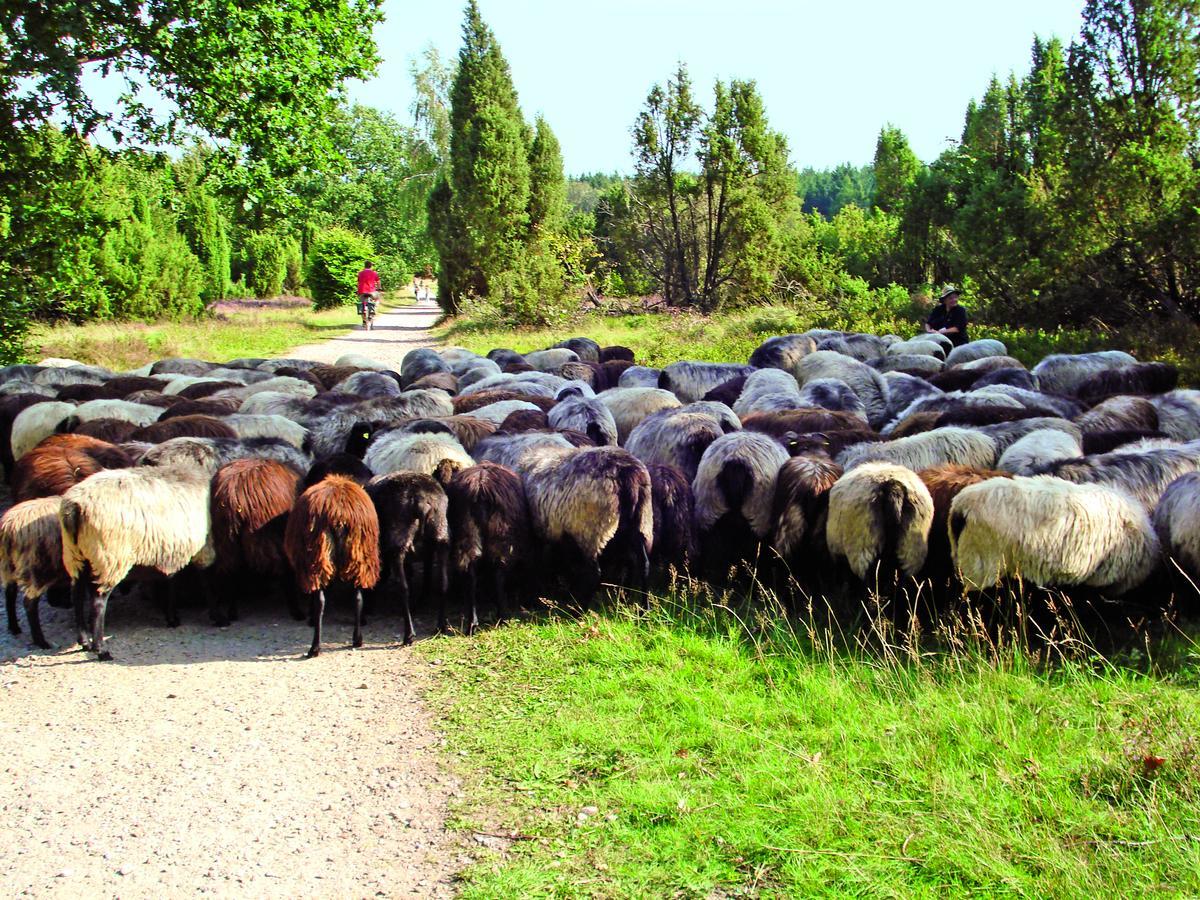 Landgasthaus Zum Naturschutzpark Bispingen Bagian luar foto